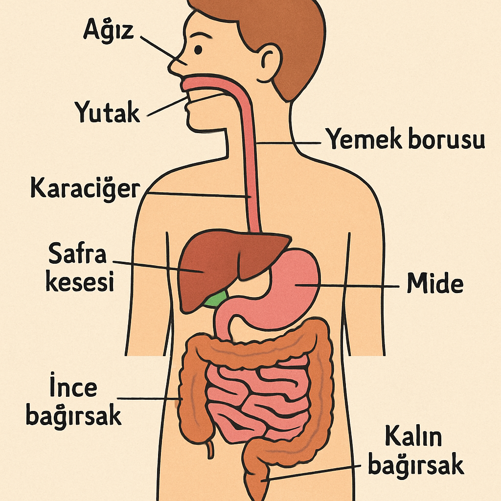 Sindirim Sistemi Şeması