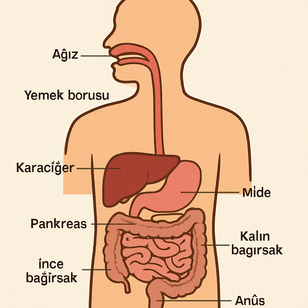 Sindirim sistemi diyagramı